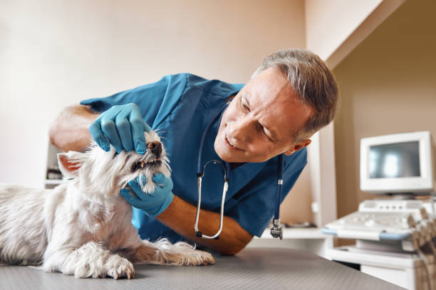 Best Emergency Denture Repair in Fair Lakes, VA